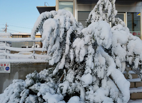 千葉でも雪になりました