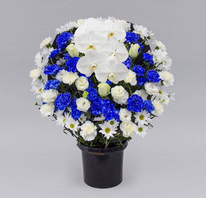 洋花タイプ ブルー