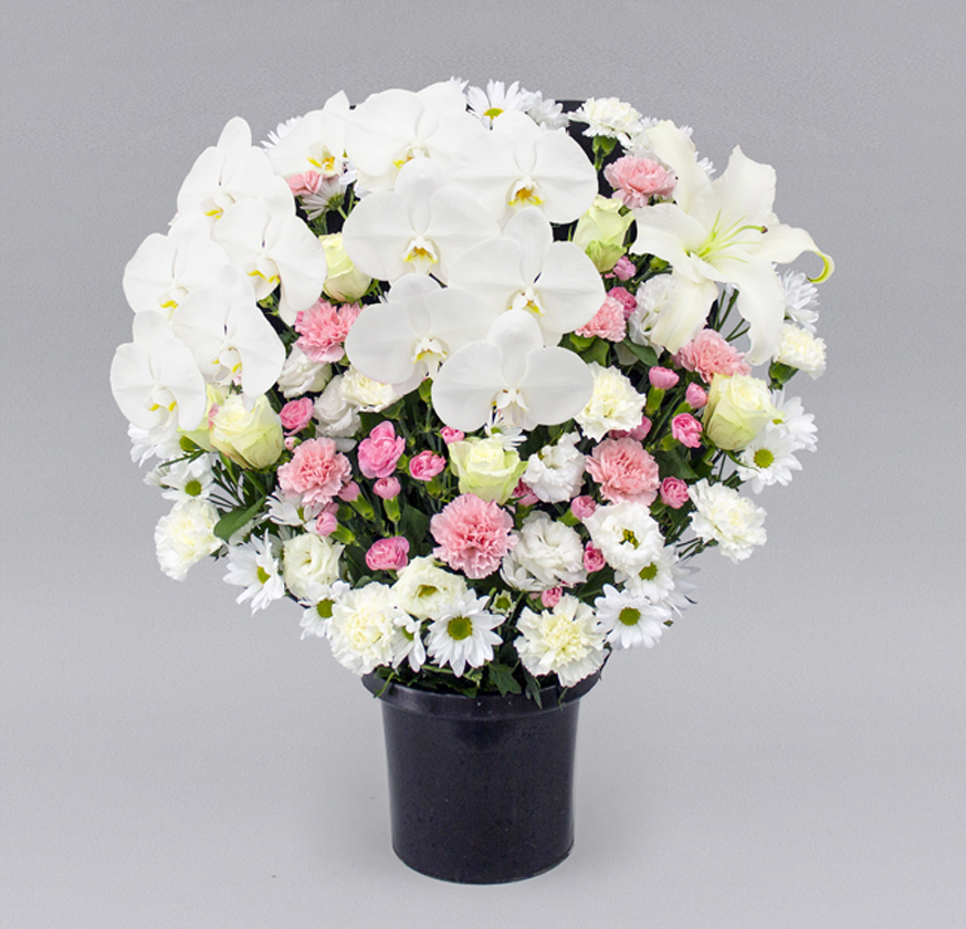洋花タイプ ピンク